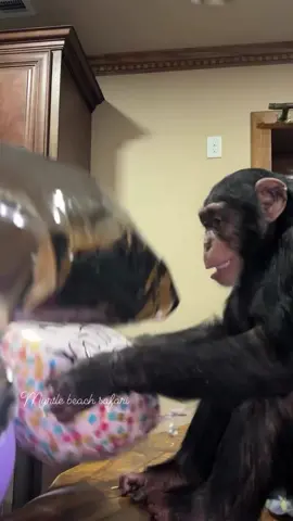 Tara was so excited to play with her birthday balloons😆🩷🎂 • • • #Chimps #chimpanzee #chimps #apes #cuteanimals #animalsaddict #animals #explorepage #animals #animallover #monkey #monkeys #monkeyseemonkeydo #monkeylove #onelove #family #myfamily #riolilly #tara #rioandtara #balloons