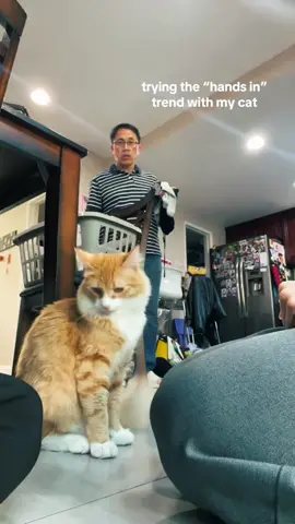 Funny collection of cute pets#cat#cats#cutecat#catlover#catsoftiktok#fyp#foryou#foryoupage#funny#funnycat#funnyvideos#funnytiktok#funnyanimals#kitty 