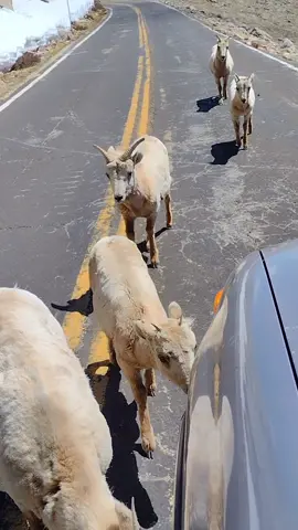 Big horn sheep collecting a salt tax before I can pass. This was on Mount Blue Sky today.  . . . #mountbluesky #mountevans #bighorn #bighornsheep #foryou #fyp #colorado 