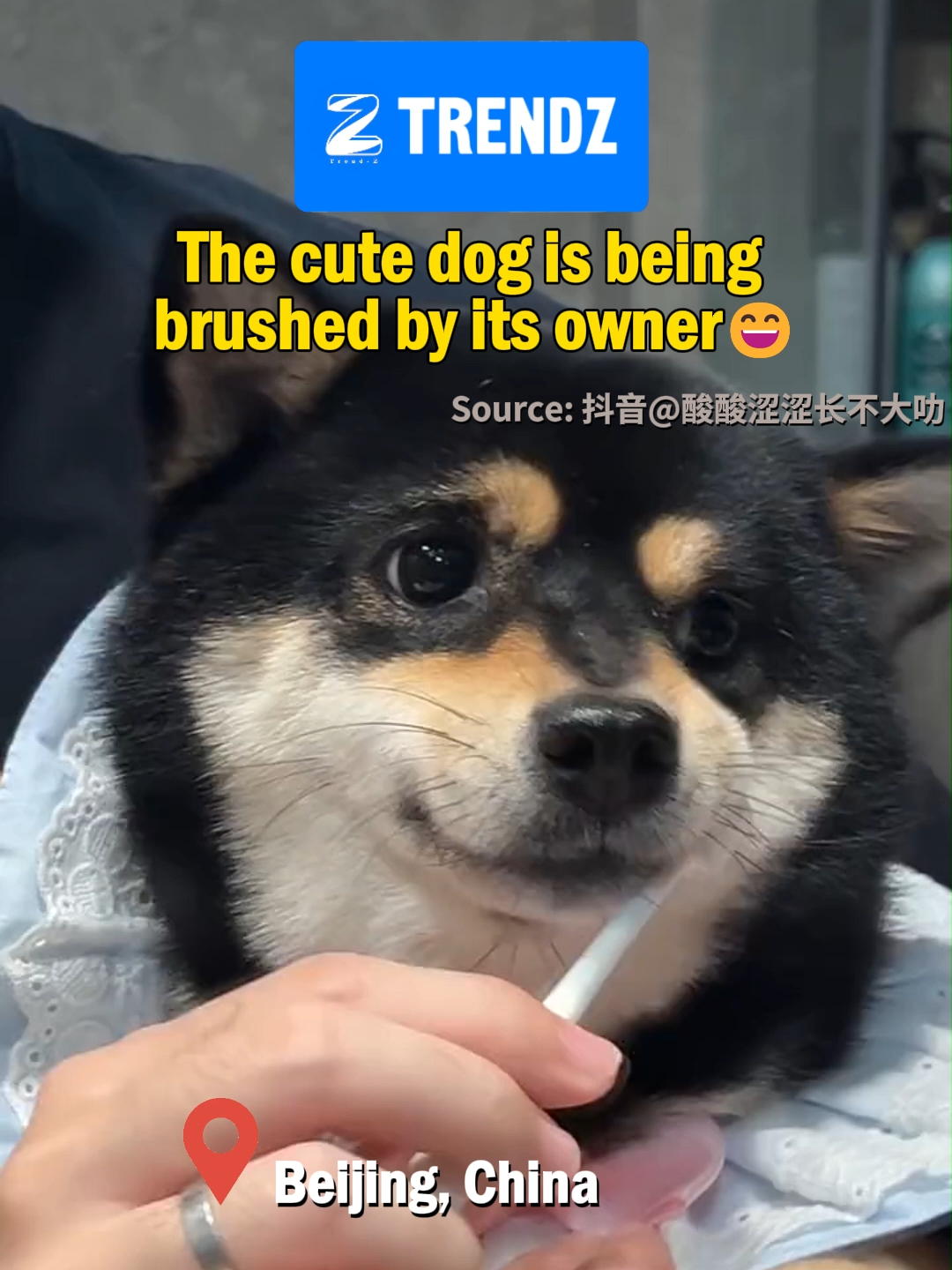 The dog is quietly having its owner to brush its teeth. #cutedog #dog #animallover #brushyourteeth