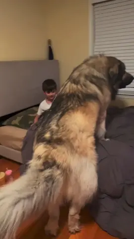 The Best Bear Hug from Yogi Bear Himself 🥰🐻🐾 #caucasianshepherd #yogibearsmom #guarddog #giantdog #bigdog #yogithegiantdog #yogi #caucasianovcharka #russianbeardog #georgianshepherd #boston #russianprisondog #lgd #ancientguarddog #momoffourboys #aboysbestfriend #bearhug #famousdogsoftiktok 