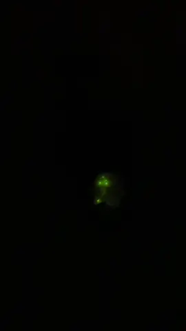 Bioluminescence is so cool.  #fireflies #firefly 