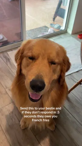 #goldenretriever #humor #cutepuppy #fries #bodhithegolden 