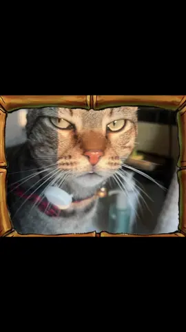 the grumpiest guy on the block