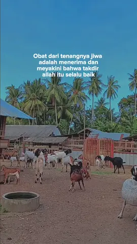 🤠 #ternakkambing #boskambing  #perternakankambing #kambing #kambingetawa #kambingpe #juragan #juragankambing🐐 #kambingkurban #iduladha #foryou #fypage #fypシ゚viral #storytime 