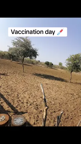 Vaccinate your animals 💉🐄 #tiktokbotswana🇧🇼 #tiktok #farmlife #cattle 