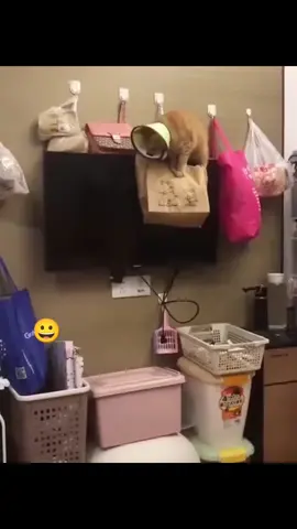 cat destroys the house 😂#funnycat #cat #cats #catsoftiktok #animals #pet #pets #PetsOfTikTok #fyp #fypシ #funnyvideo #funnyvideos #animal #orangecat #funny #foryou #blackcat #🤣 #🤣🤣🤣 