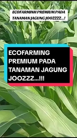 ECOFARMING PREMIUM PADA JAGUNG JOOZZZ.. #fypシ゚viral #fyppppppppppppppppppppppp #fypage #jagung #produkptbest #ecofarming #pupukorganik #pupuk 