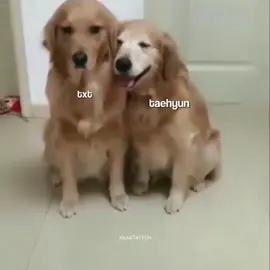 🐱🫂 #yeonjun #soobin #beomgyu #taehyun #hueningkai #txt #tomorrow_x_together #txt_bighit_official #trend #xuhuong #fyp 