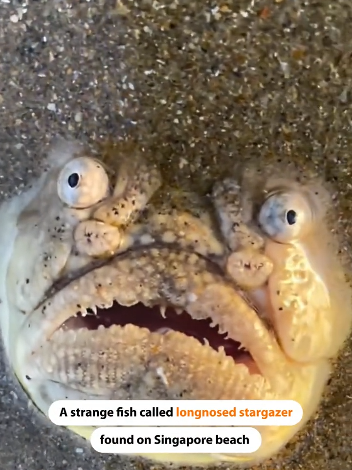 A bizarre and #unusual #fishcalled longnosed stargazer was spotted on the shore of a #Singapore#beach. Imagine walking in the water, stepping on something, looking down, and seeing this face. #animals #ugly#weirdanimals#animalfacts#viral #viralvideos#trending #foryoupage#foryou#fishoftiktok#sea#ocean