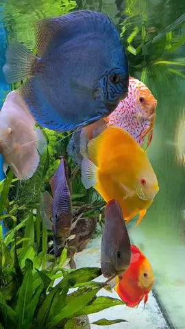 Colourful Fish 🐠🐠🐠 Cute & Beautiful #poltukama 