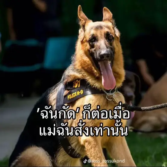 น้อนพันทองเองฮะ😂🐶🦮❤️🫶🏻#ทาสหมาทาสแมว 