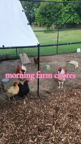 Morning farm chores! collecting eggs from our girls 🐔🦆 #duckeggs #chickeneggs #farmchores #morningroutine #urbanhomestead #homesteading #chickenlady 