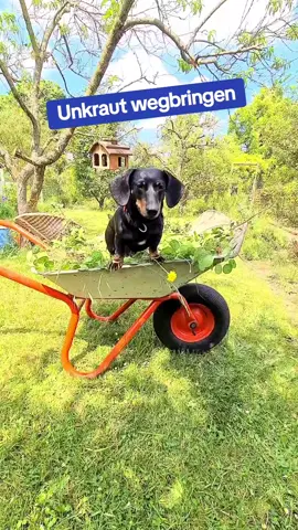 Man kommt garnicht mit der Gartenarbeit hinterher, wenn man noch zur Arbeit muss. Aber Rudi hilft tapfer mit😄👍 #Hundetricks #Dachshund #Dogtricks #Dackel #Zwergdackel 