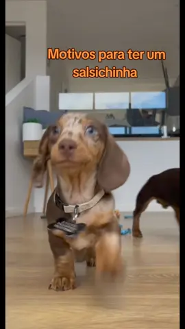 Motivos para você ter um Salsichinha 🐶🌭 #salsicha #salsichinha #dogsoftiktok #cachorro #animals #animal #pet #pets #dicaspet #dachshund #motivos #dachshundsoftiktok #minidog #amorpet #lovepet 