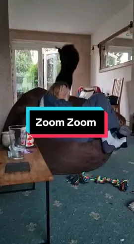 Zoomies are forever 🐶🐾💨 #funny #zoomies #fyp #dogs #funnydog #dogsoftiktok #fun #pets