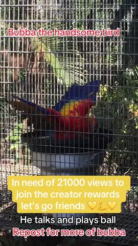 #birdsoftiktok  #fypシ゚viral #fyppppppppppppppppppppppp #10k #letsgo #bubbathehandsomebird #10kjourney 