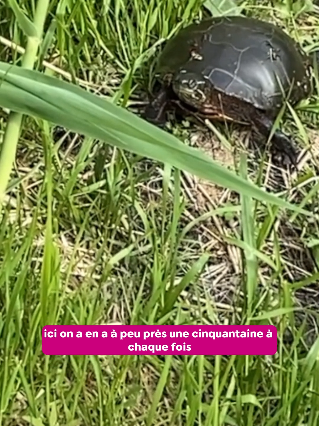 Des drones pour observer les tortues à Boucherville 🐢 #tortues #animal #animauxsauvages#écologie #drones #actualité #nature #marais #boucherville #tiktokqc #quebectiktok #pourtoi #pourtoipage