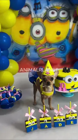 Fabiana vai fazer aniversário e vai dar oque falar #cachorro#fuunyvideo#pets#fyp 
