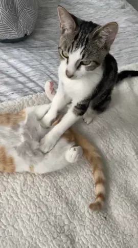 these two sure have the life ❤️  #breadmaking #catsoftiktok #catsmakingbiscuits #cutecatvideos #catsoftiktok #fyp