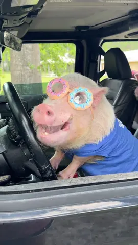 Happy #NationalDonutDay! Silly Pop took us out to celebrate! Hope you got to pig out, too!🐷💗🍩 #pigsoftiktok #jeep #pigs #jacksonville #prissyandpop 