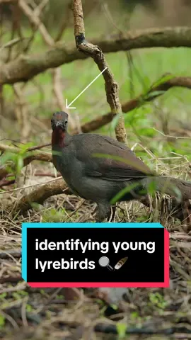 How to identify a young lyrebird 🔍🪶  More info about this pair: I filmed this in June, so it’s unusual to see a mother and chick still together. This means that either: 1️⃣ the mum will be nesting late or 2️⃣ she has decided not to breed this year, and the chick will get an extra year with mum!  #lyrebird #animalfacts #wildlife #nature #australia #aussie #birdwatching #birdsoftiktok 