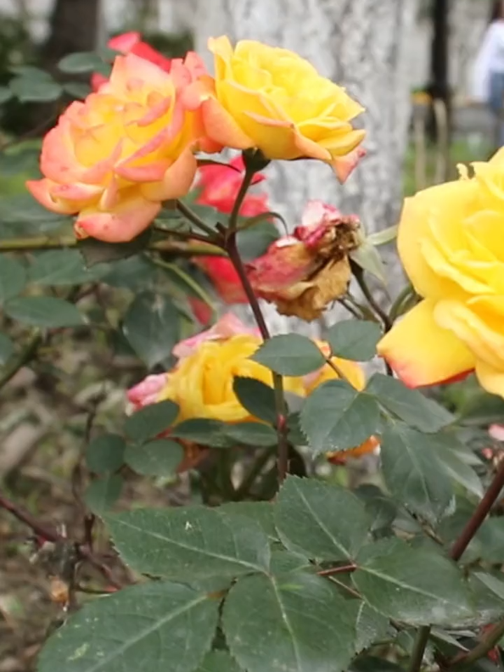 #flores #plantas #jardins #jardinagem #flowers #horta #pomar