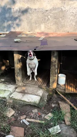 dogy kampung#fyp #porbiindonesia #porbi_sumbar #porbijawabarat #doglover #porbibogor 