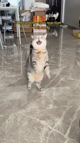 Record my cat's reaction to this song. #cat #fyp #cute #funny #funnyvideos 