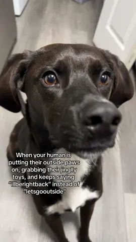 i feel like he knows ahead of time #dogsoftiktok #fypage 