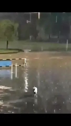 Mother cat holding her kitten in her mouth running in the pouring rain looking for shelter#animalsoftiktok #animals #rescueanimals #fyp #catsoftiktok #rescuecat #cat 