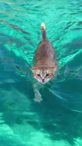 THE SWIMMING BOAT CAT! ⚓️🐈💦 FIND RONNIE and much more on our Youtube channel ‘Sailing Holly Blue’ or join us on Patreon to unlock PREMIUM content! Ronnie loves his independence and spends a couple hours off the boat and on the beach each day…returning either by paddleboard ‘taxi’ or in his own unique way! 👁️ find us on insta or facebook @sailinghollyblue ! For any usage requests please email licensing@ark.media #s#sailings#sailinglifel#liveaboards#sailingboats#sailingstagrams#sailingyachts#sailingtripi#instasailingb#boats#sailingphotographys#sailingships#sailinginstagrams#sailingboatsg#greeces#sailingadventures#sailingworldg#greekislandss#smoothsailings#sailinghollybluey#yachtingb#boatlifel#liveaboardl#liveaboardlifeb#boatkids#sailinglifestyleb#boatss#sailingtimes#sailingvessela#adventurelovesailing 