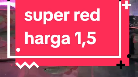 arwana super red premium size 14-16cm  FAST RESPON  088214478121 LOKASI: JL.HAJI IHSAN PEDURENAN 10 RT 05/ RW 06 no 88  JATILUHUR WIBAWA MUKTI 2 JATIASIH KOTA BEKASI #arwana #arwanasuperred #arwanaindonesia #arwanafish #arwanakumpai #arwanalovers #arwanasilver #arwanagoldenred #arwanamurah #arwanasilveralbino #superred #superredarowana #superredindonesia #superreddragon #superred❤️💯 #superredarwana #superred150l #superredbetta #superrediguana #superredarowanaage #cvaquarium88 #mrzky_cvaquarium88 #fyp #fypシ゚viral #fypage 