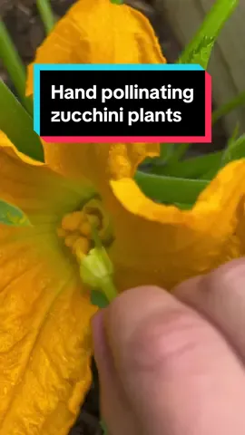How to hand pollinate a zucchini To hand pollinate a zucchini plant, follow these steps: 1. Identify Male and Female Flowers: Male flowers have a slender stem and no fruit at the base, while female flowers have a small zucchini (the ovary) at the base. 2. Choose the Right Time: Hand pollination is best done in the morning when the flowers are fully open. 3. Collect Pollen: Use a small paintbrush or cotton swab to gently brush the pollen from the inside of the male flower. 4. Transfer Pollen: Carefully brush the collected pollen onto the stigma in the center of the female flower. The stigma is the sticky part that will receive the pollen. 5. Repeat if Necessary: If you have several female flowers, repeat the process using the same male flower or another one if available. This method ensures proper pollination, especially if natural pollinators are scarce. Happy gardening!  #gardentips #gardeningforbeginners #zucchini #pollination #flower #squash #garden #zone6a #raisedbedgarden #growyourownfood 