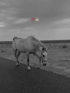 وہ غلطی سب سے بڑی غلطی ہوتی ہے جس کی غلط ہونے کا احساس بھی نہیں ہوتا -❤️                                                    #Foryou #Foryoupage #foryoupageofficiall #Viral #viralvideo #fyp #tiktok #views #viewsproblem #unfreezemyaccount #growmyaccount #جھاد #horse #horselover #urdupoetry #urduline #oye_comrad @TiktokPakistanOfficial @TikTok 