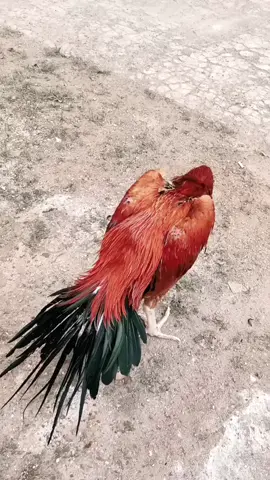 jocker jr . masuk proses rawatan  ekor full rebung  full merrak  #ayanhias #ekorlidi #fypシ゚viral 