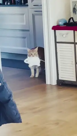 #cat #funny #fyp #foryou #catsoftiktok #tiktok #funnycats 