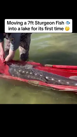 A #giant #sturgeon being #released into a #lake after many years 🤯🐟 #foryoupage #foryou #fyp #fypage #trendingvideo #viraltiktok #viralvideo #oceananimals #fish #monsterfish #prehistoric #7ft #long #shark #scales #spikes #transport #move #help #support #firsttime #free #freewilly #moved 