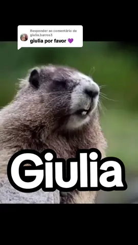 A responder a @giulia.barros3 oii giulia feito bjs#marmota #gritanomes #trend #viral #meme #foryou #seguidores #fyp 