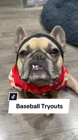 But he’ll get in a strangers van? Makes no sense… #dogparents #baseball #sports #stealing #frenchbulldog #tryouts 