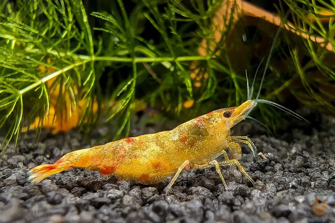 🦐 Koi Sunburst Garnele | Neocaridina davidi 