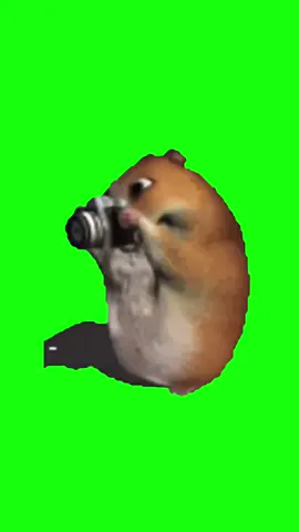 Animated Hamster Doing Things | Green Screen #hamster #hamstermeme #meme #memes #life #worklife #fyp 