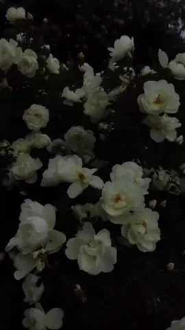 バイカウツギ    花言葉は｢思い出｣               #雰囲気 #儚い 