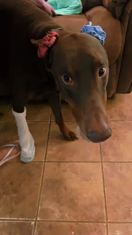 dobbie is freeeee #dobermans_of_tiktok #kane #doberman #dogsoftiktok 