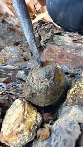 Here is an incredible ammonite rock that we found and opened up on the beach with our geology hammer 🏝🌊 Inside, a stunning example of a Yorkshire Dactylioceras Commune Ammonite 🦑 The limestone is easily broken to reveal the specimen within. This ancient creature would have swam the seas around 185 Million Years ago and would have looked similar to a squid! 💀 Thank you for supporting our page! 🐊 #natural #nature #fossil #fossils #ancient #animals #art #ammonite #ammonites #dinosaur #scientist  #minerals #paleontology #whitby #geologist #dorset #geology #charmouth #jurassic #yorkshire #beach #coast #sea #water #squid #fyp 