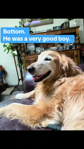 RIP Bottom. You will be missed #dogs #goldenretriever #whentomorrowstartswithoutme 