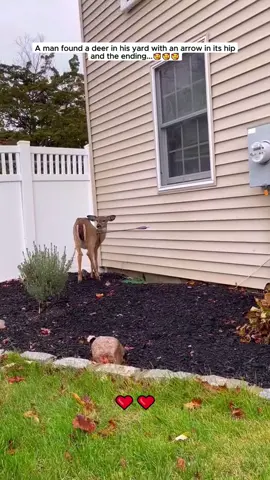 The man rescue poor deer #deer #babydeer #deertiktok #PetsOfTikTok #animals #animalsoftiktok #animalrescue 