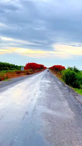 Con đường hoa phượng đỏ đẹp nhất miền Tây.. dầm mưa gần 200km quá xứng đáng🥰🥰 #yeubolero#loangan