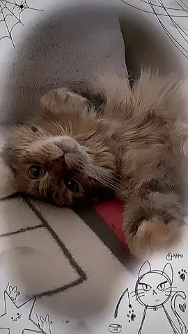 Happy Caturday!  #caturday #happycaturday #kittycat #cats #kittycatsoftiktok #felinefriends #catsoftiktok 