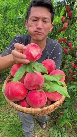 Red peach fruit harvesting in beautiful garden #fresh #peach #harvest 